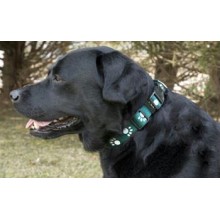 Iconic Pet Paw Print Adjustable Collar - Green - Xsmall